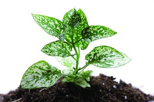企业生态圈构建中的经营管理角色